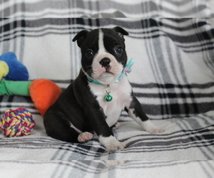Boston Terrier Puppy for sale in BROOKSVILLE, FL, USA