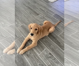 Golden Retriever Puppy for sale in CHAMPIONS GATE, FL, USA