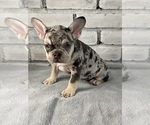 Small Photo #4 French Bulldog Puppy For Sale in OAKLAND, NJ, USA