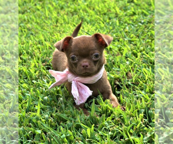 Medium Photo #1 Chihuahua Puppy For Sale in GLOUCESTER, VA, USA