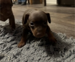 Miniature Pinscher Puppy for sale in MAYSVILLE, KY, USA