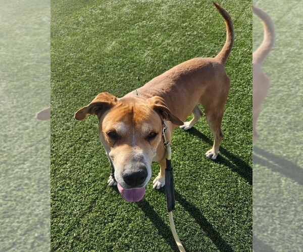 Medium Photo #2 Great Dane-Labrador Retriever Mix Puppy For Sale in Phoenix, AZ, USA