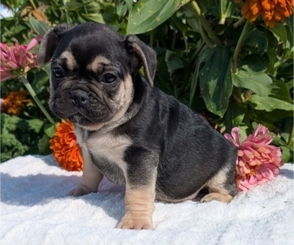 Medium Photo #7 French Bulldog Puppy For Sale in GOSHEN, IN, USA