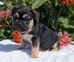 Small #6 French Bulldog