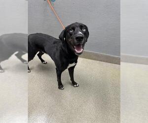 Labrador Retriever-Unknown Mix Dogs for adoption in Las Vegas, NV, USA