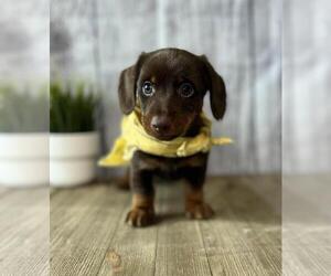 Dachshund Puppy for sale in ORO VALLEY, AZ, USA