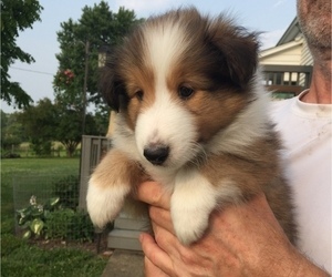 Shetland Sheepdog Puppy for sale in GUILFORD, IN, USA