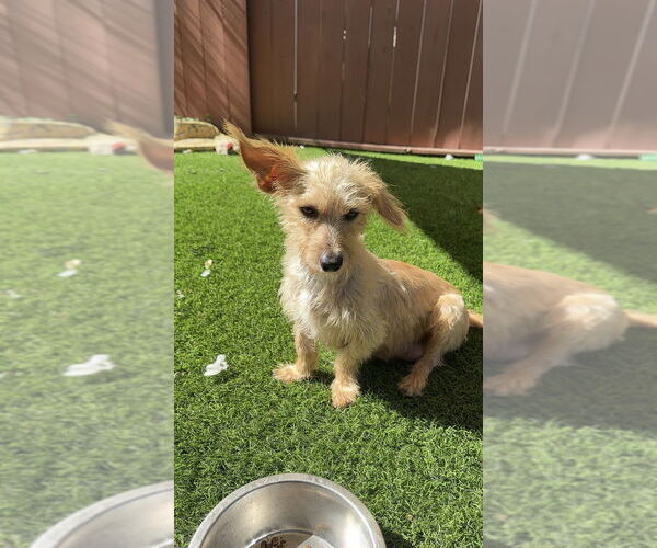 Medium Photo #5 Cairn Terrier-Dachshund Mix Puppy For Sale in San Diego , CA, USA