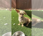Small #4 Cairn Terrier-Dachshund Mix