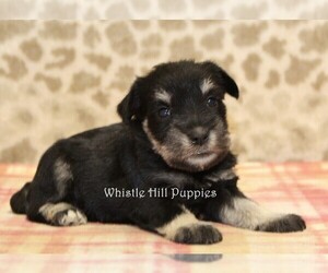 Schnauzer (Miniature) Dog for Adoption in DENVER, Pennsylvania USA