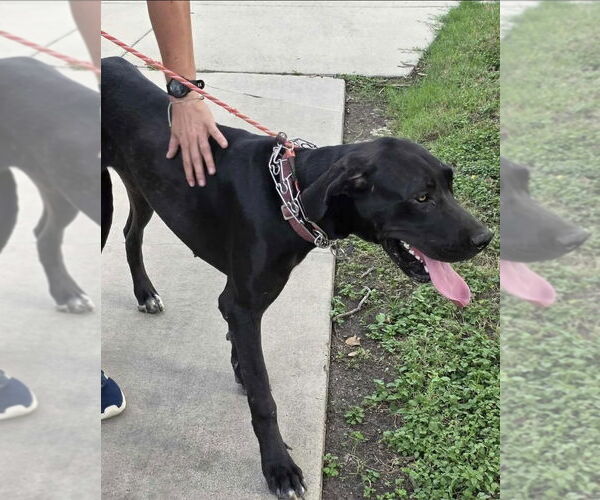 Medium Photo #1 Great Dane Puppy For Sale in Bullard, TX, USA