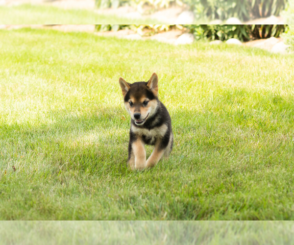 Medium Photo #11 Shiba Inu Puppy For Sale in MILLERSBURG, IN, USA