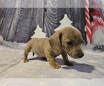 Puppy Puppy 4 Dachshund