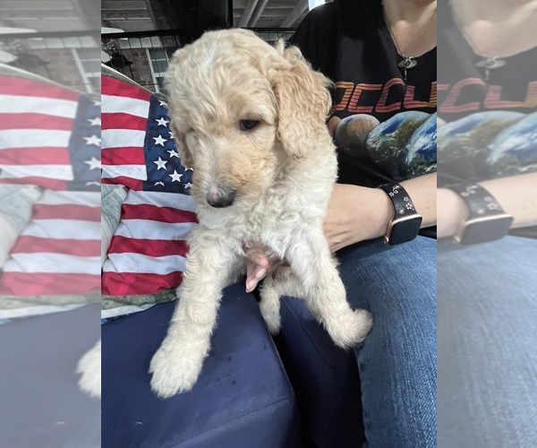 Medium Photo #4 Bordoodle Puppy For Sale in JAX, FL, USA