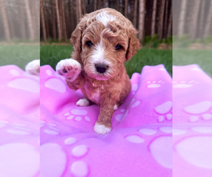 Goldendoodle (Miniature) Puppy for sale in WAUSAU, WI, USA