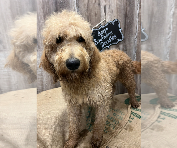 Medium Photo #1 Goldendoodle Puppy For Sale in HAYDEN, AL, USA