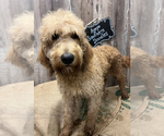 Small Photo #1 Goldendoodle Puppy For Sale in HAYDEN, AL, USA