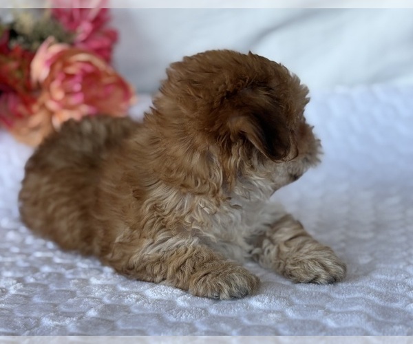 Medium Photo #3 Morkie Puppy For Sale in ROCK STREAM, NY, USA