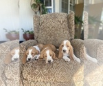 Small Photo #2 Basset Hound Puppy For Sale in ORLAND, CA, USA