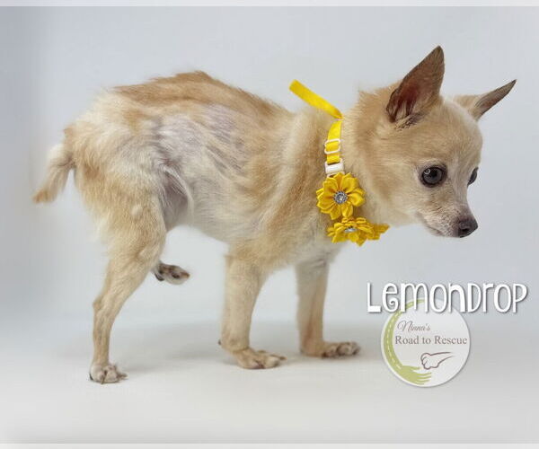 Medium Photo #3 Chihuahua Puppy For Sale in Benton, LA, USA