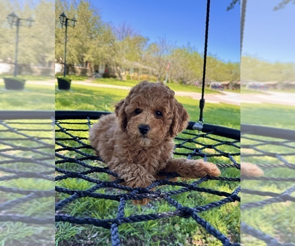 Medium Photo #16 Goldendoodle (Miniature) Puppy For Sale in HALTOM CITY, TX, USA