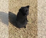 Small Photo #5 Belgian Malinois Puppy For Sale in EL CENTRO, CA, USA