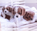 Small #15 Cavalier King Charles Spaniel