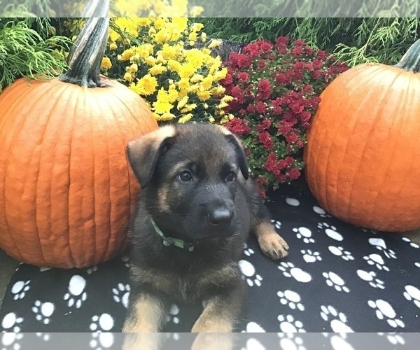 Medium Photo #27 German Shepherd Dog Puppy For Sale in HAMILTON, NJ, USA