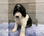 Small Photo #10 Poodle (Standard) Puppy For Sale in RICHMOND, IL, USA