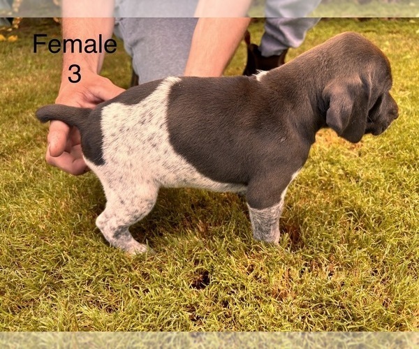 Medium Photo #13 German Shorthaired Pointer Puppy For Sale in VALLEY CENTER, CA, USA