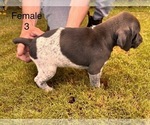 Small #12 German Shorthaired Pointer