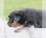Small #1 Rottweiler