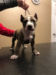 American Bully Puppy for sale in BLACKWELL, MO, USA