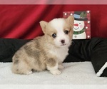 Small Photo #8 Pembroke Welsh Corgi Puppy For Sale in CLARK, MO, USA
