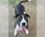 Small American Pit Bull Terrier