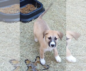 German Shepherd Dog-Great Pyrenees Mix Puppy for sale in RIDGELAND, SC, USA