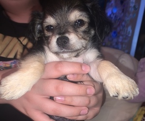 Cheenese Puppy for sale in LAS VEGAS, NV, USA