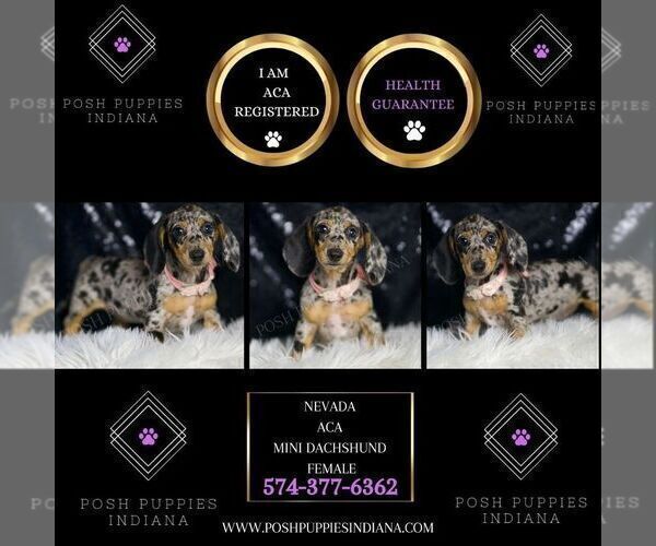 Medium Photo #2 Dachshund Puppy For Sale in WARSAW, IN, USA