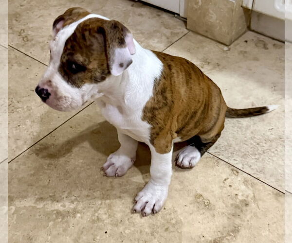 Medium Photo #4 American Bulldog Puppy For Sale in Boca Raton, FL, USA