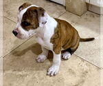 Small #3 American Bulldog