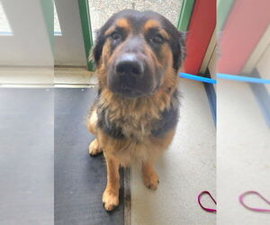 German Shepherd Dog-Unknown Mix Dogs for adoption in Anchorage, AK, USA