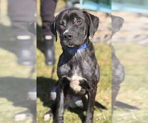 Labrador Retriever-Unknown Mix Dogs for adoption in Batavia, NY, USA