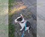 Small #3 Labrador Retriever Mix