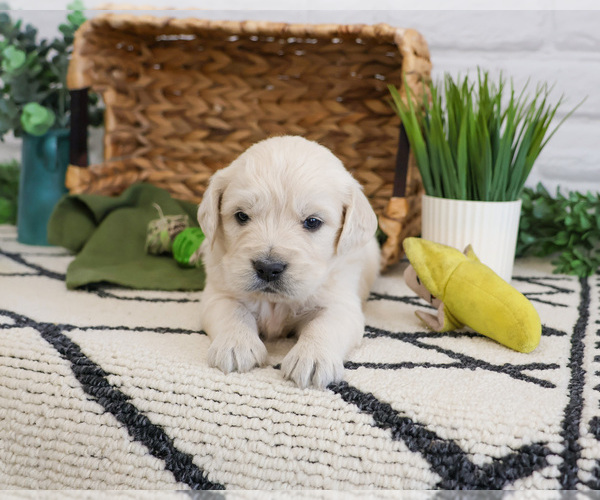 Medium Photo #1 English Cream Golden Retriever Puppy For Sale in SYRACUSE, IN, USA
