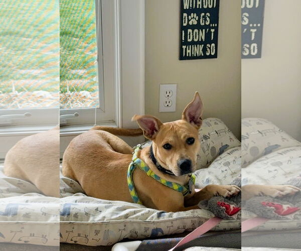 Medium Photo #1 Mutt Puppy For Sale in Shelburne, VT, USA