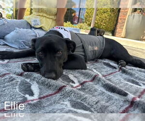American Pit Bull Terrier-Labrador Retriever Mix Dogs for adoption in Santa Barbara, CA, USA