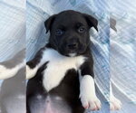 Small Photo #4 American Staffordshire Terrier-Unknown Mix Puppy For Sale in Holly Springs, NC, USA