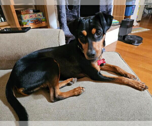 Medium Photo #3 Miniature Pinscher-Unknown Mix Puppy For Sale in San Diego, CA, USA