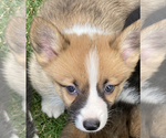 Small #6 Pembroke Welsh Corgi