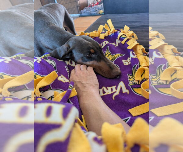 Medium Photo #4 Doberman Pinscher Puppy For Sale in Minneaoplis, MN, USA